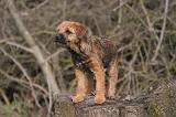BORDER TERRIER 112